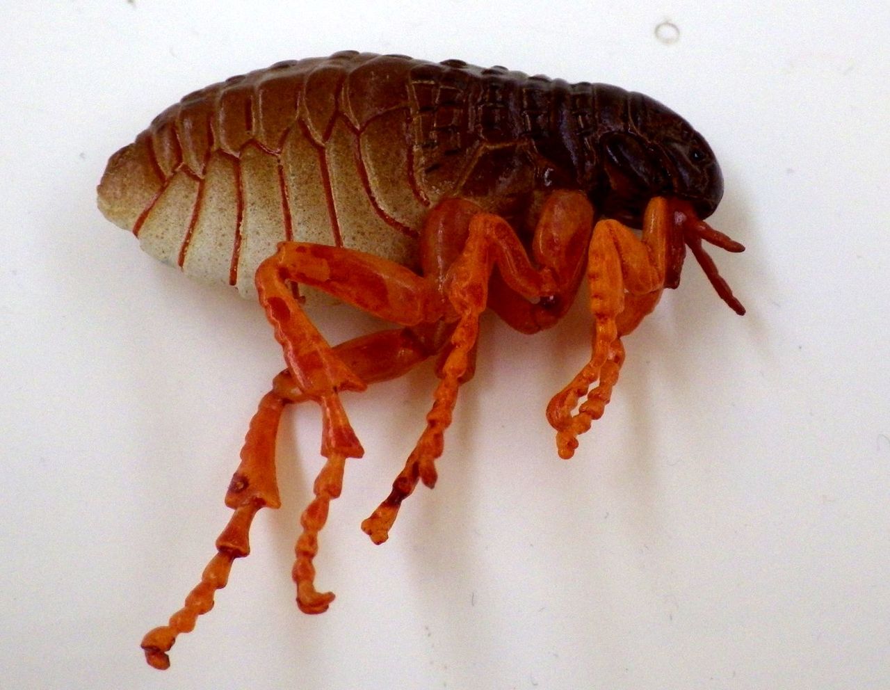 閲覧注意 海洋堂の害虫フィギュア 1 150の焼津