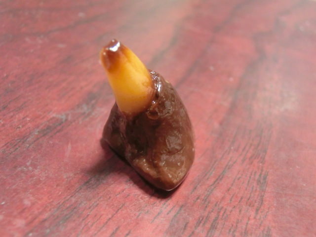 最近購入した食品サンプル 鰹のヘソ 1 150の焼津