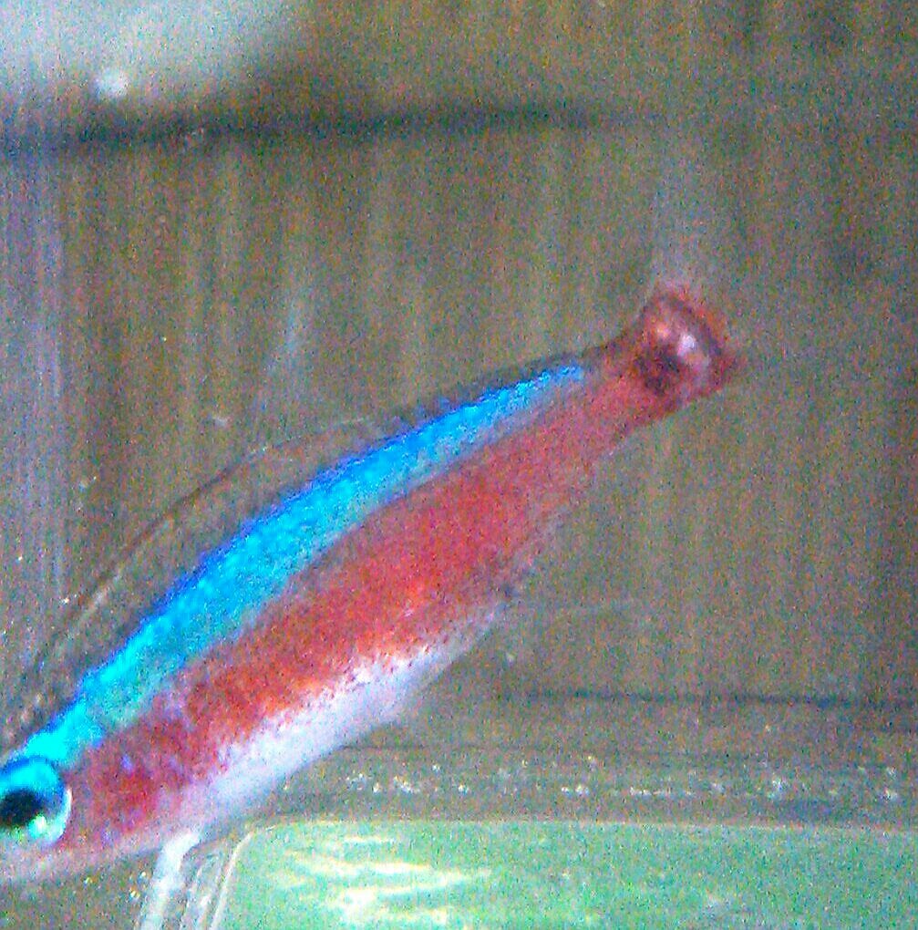 病気 コリドラスパンダ可愛い