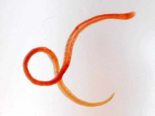 赤い糸 コリドラスパンダ可愛い 赤い糸 コリドラスパンダ可愛い