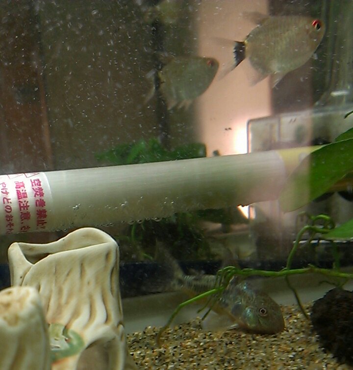 餌をあげても バルーンモンクホーシャに殆ど取られる コリドラスパンダ可愛い