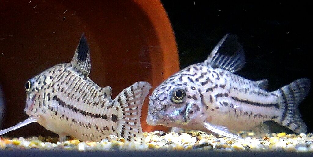 ジュリーの尻尾に寄生虫 コリドラスパンダ可愛い ジュリーの尻尾に寄生虫 コリドラスパンダ可愛い