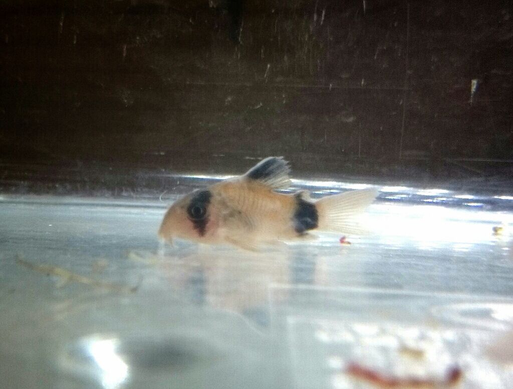 14年05月 コリドラスパンダ可愛い