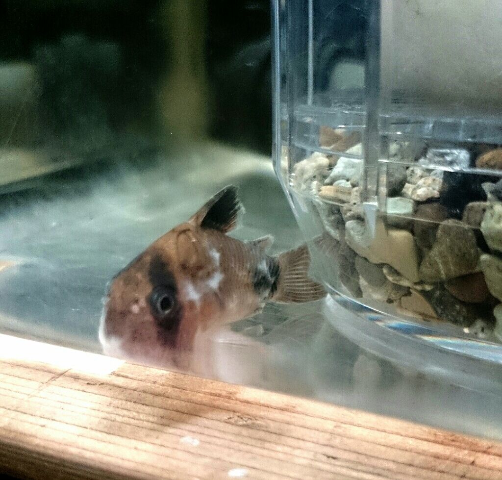 14年05月 コリドラスパンダ可愛い