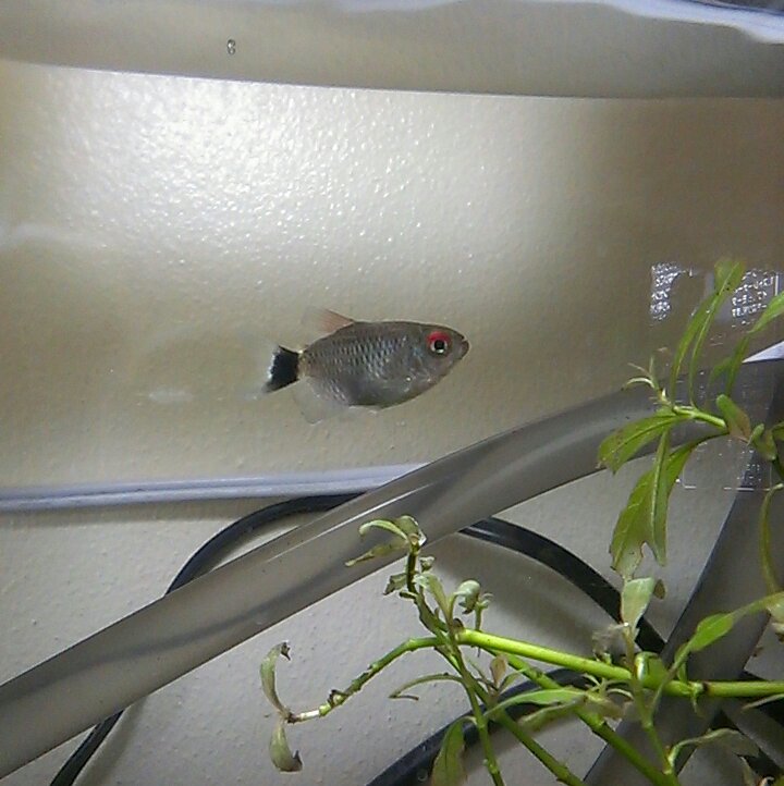 バルーンモンクホーシャは気が荒い コリドラスパンダ可愛い