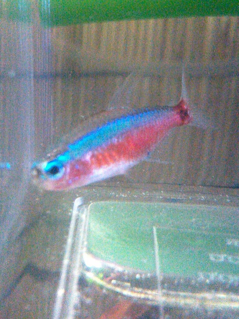 病気 コリドラスパンダ可愛い