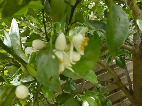 P1300731 (1)