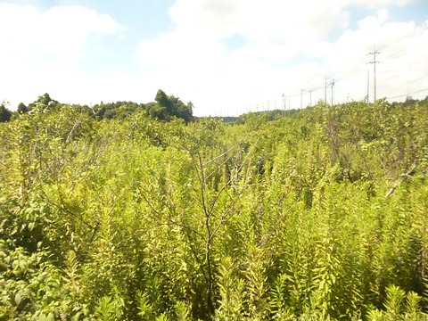 P1270810