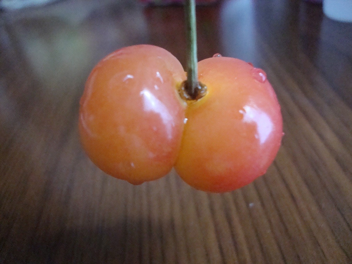 少しかわいい さくらんぼ やじきたの食べたい放題