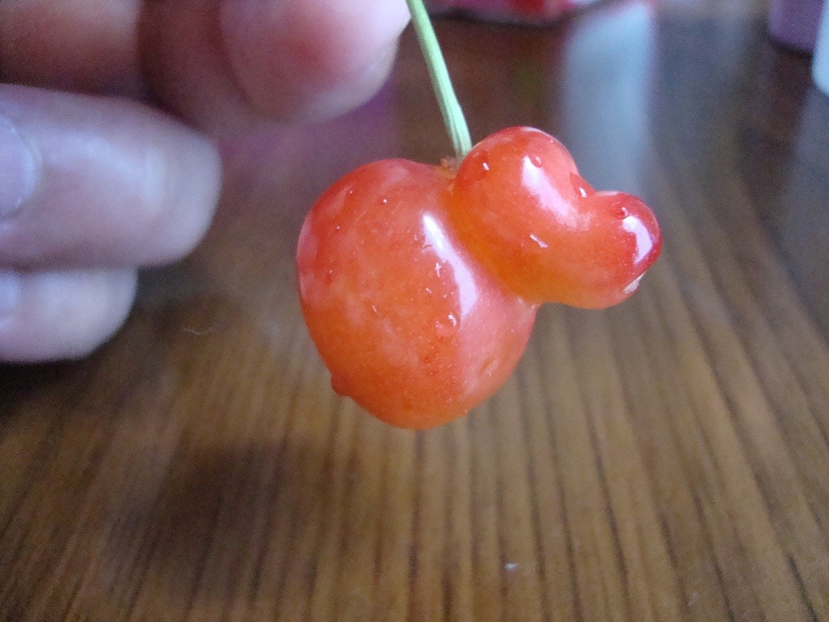 少しかわいい さくらんぼ やじきたの食べたい放題