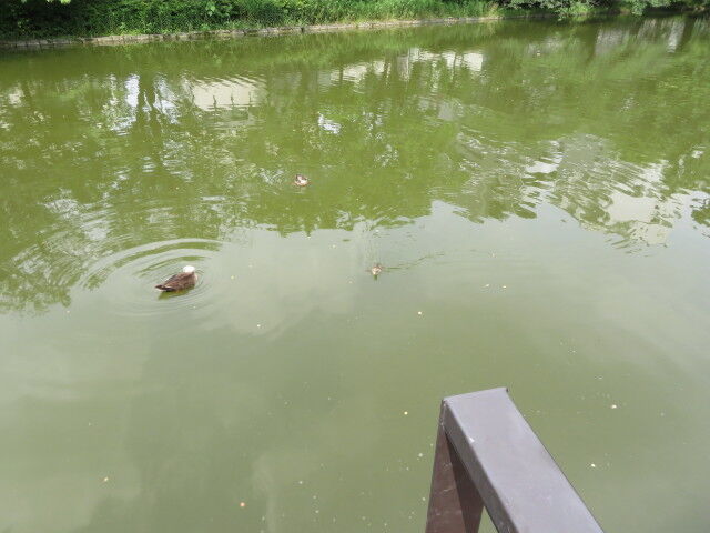平和の森公園の釣り人とカルガモ親子 : 大田区大森ふるさとの浜辺公園