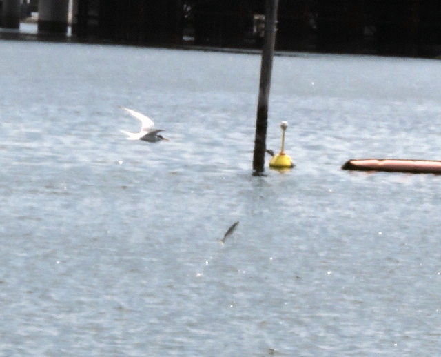コアジサシが飛びボラが跳ねる浜辺 大田区大森ふるさとの浜辺公園散策blog コアジサシが飛びボラが跳ねる浜辺 大田区大森ふるさとの浜辺公園散策blog