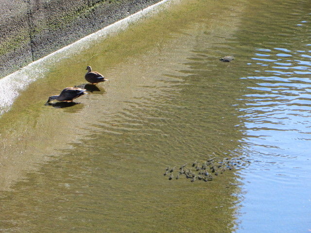 立会川をボラが遡上していきます 大田区大森ふるさとの浜辺公園散策blog