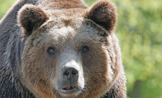 ヒグマ3頭が放たれたホームセンターの中で24時間生き残れたら7000万円