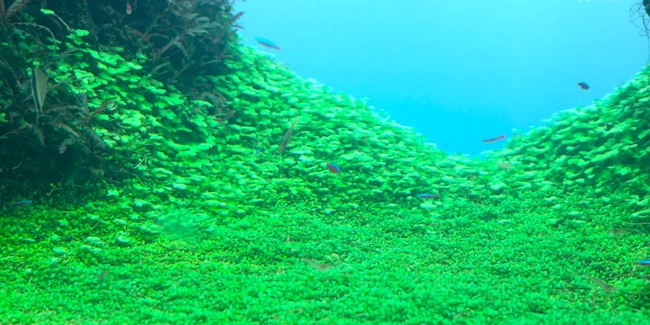 WS000116