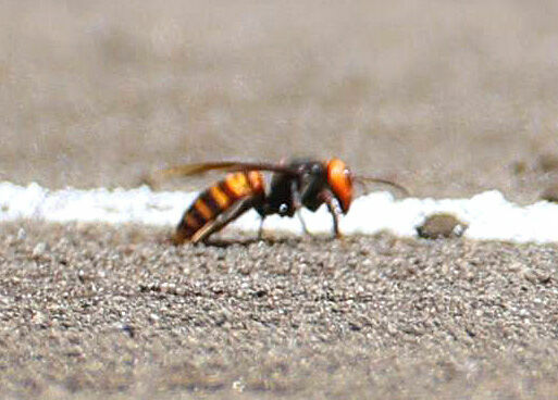 楽天―ロッテ戦　スズメバチ飛来で約３分間の中断　選手が逃げ惑う