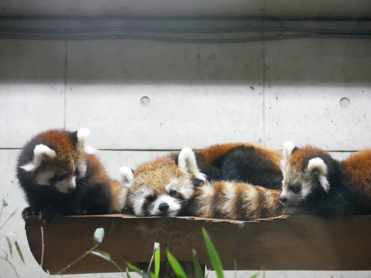 10月 埼玉県こども動物自然公園 レッサーパンダに会いに 10月 埼玉県こども動物自然公園 レッサーパンダに会いに