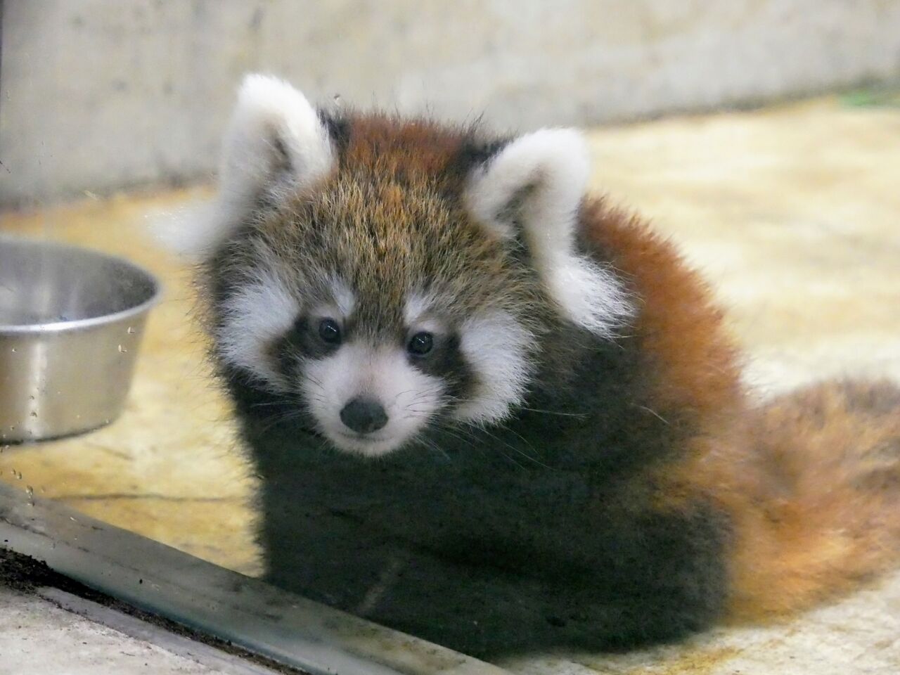 10月 埼玉県こども動物自然公園 レッサーパンダに会いに 10月 埼玉県こども動物自然公園 レッサーパンダに会いに