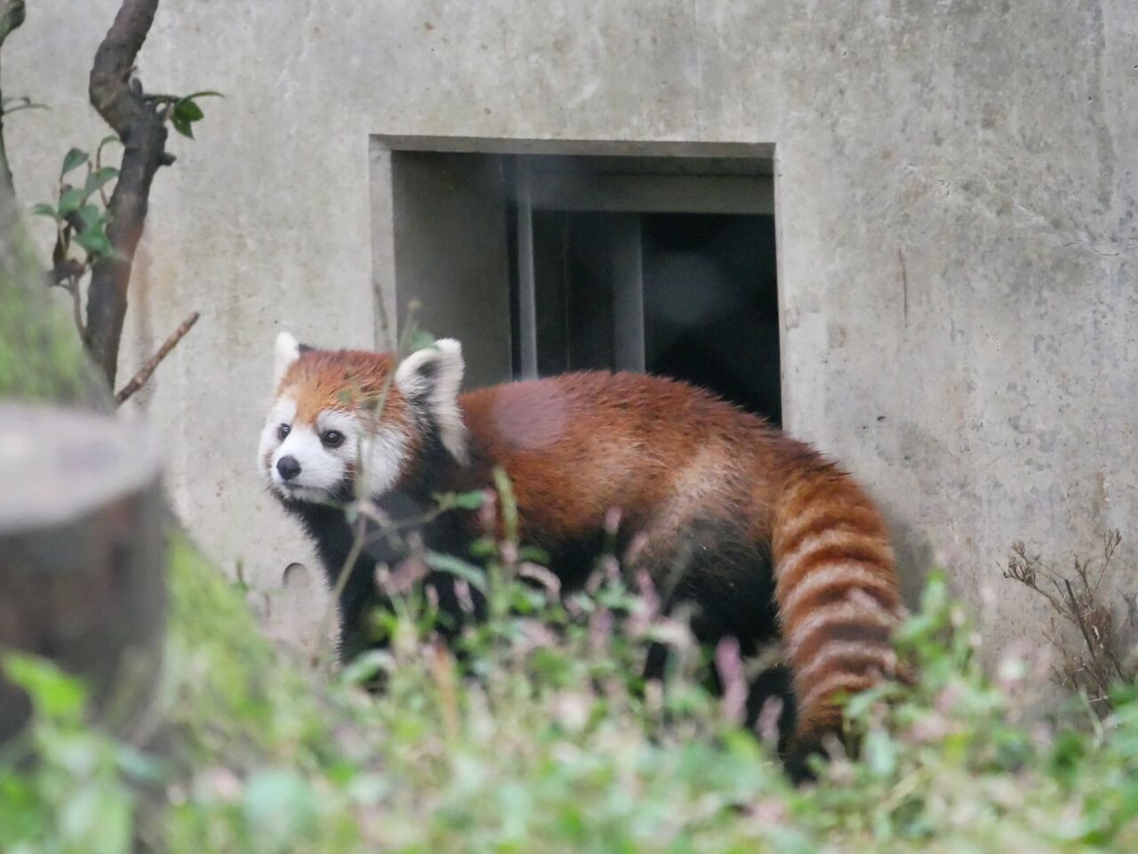 10月 埼玉県こども動物自然公園 レッサーパンダに会いに 10月 埼玉県こども動物自然公園 レッサーパンダに会いに