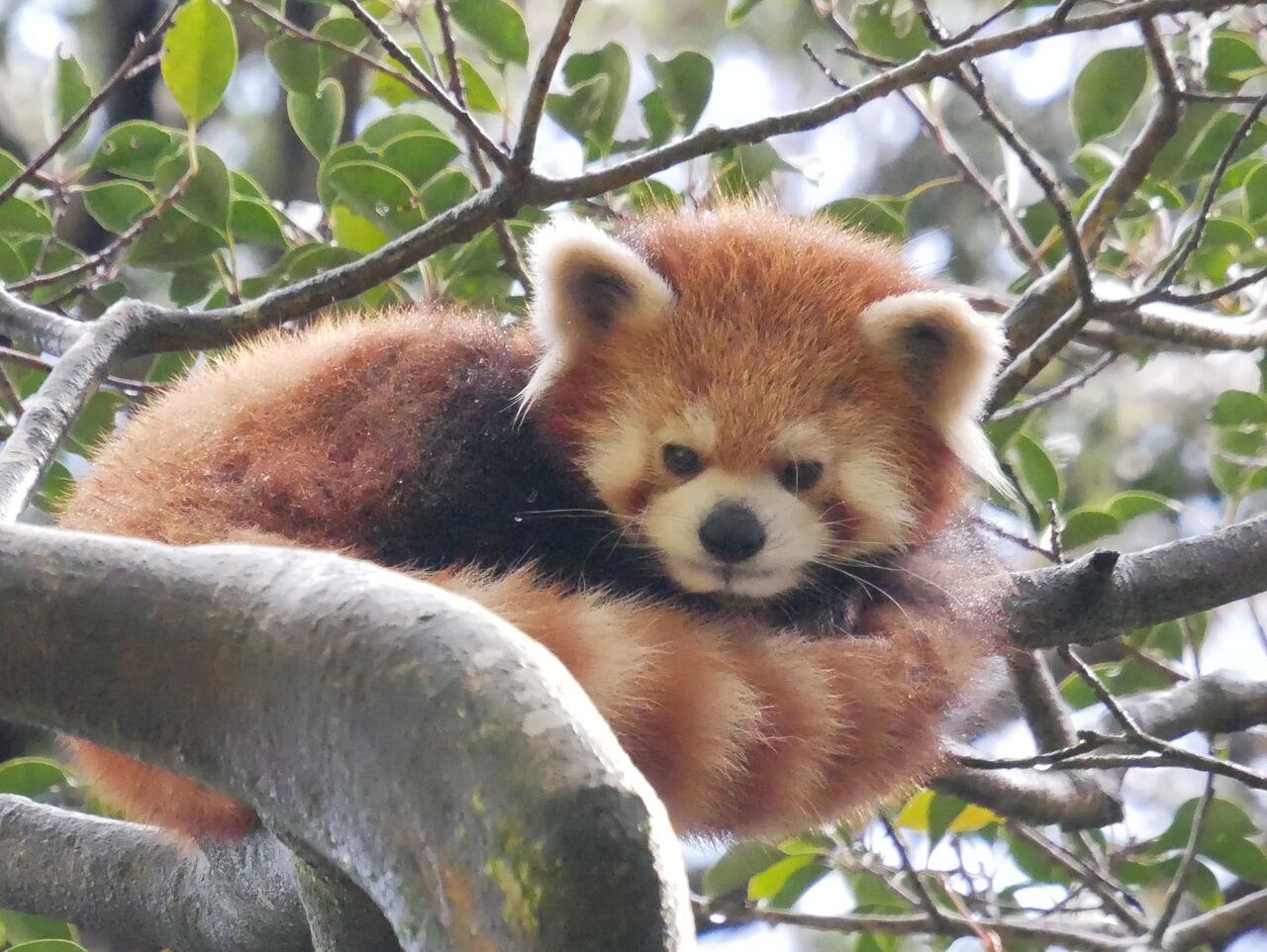 2月 平川動物公園2日目 レッサーパンダに会いに 2月 平川動物公園2日目 レッサーパンダに会いに