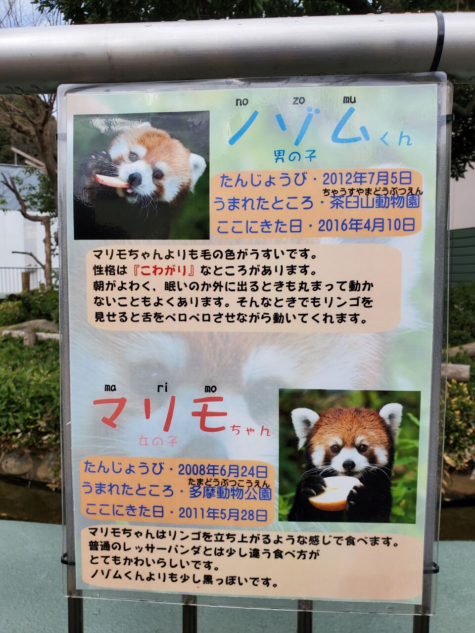 1月 福岡市動物園 レッサーパンダに会いに