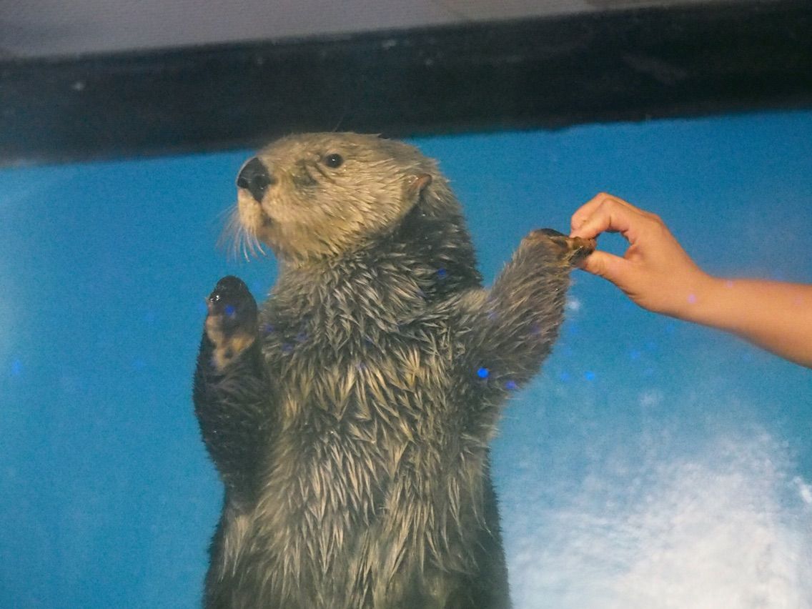 アドベンチャーワールド 15 11 21 ラッコに会いに