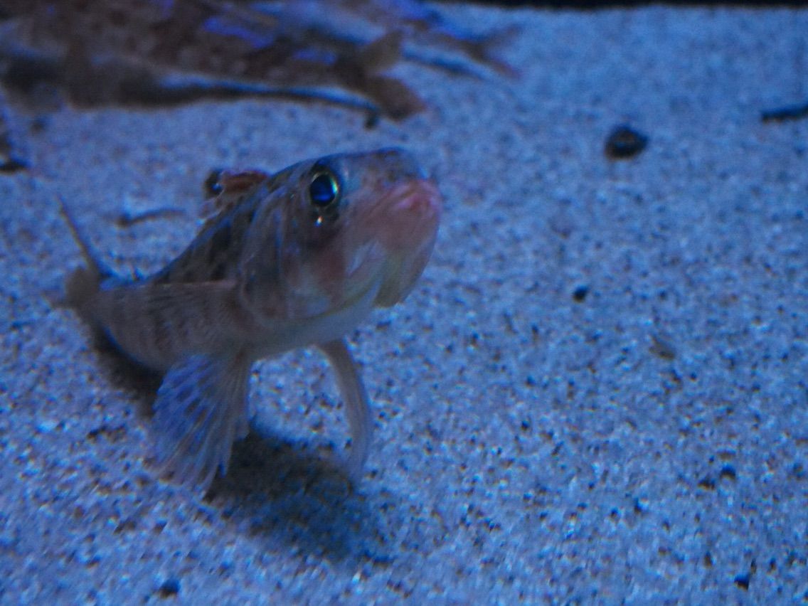 名古屋港水族館 15 1 17 ラッコに会いに