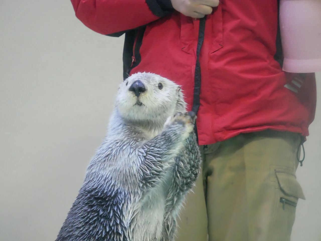 ラッコ納め ラッコに会いに