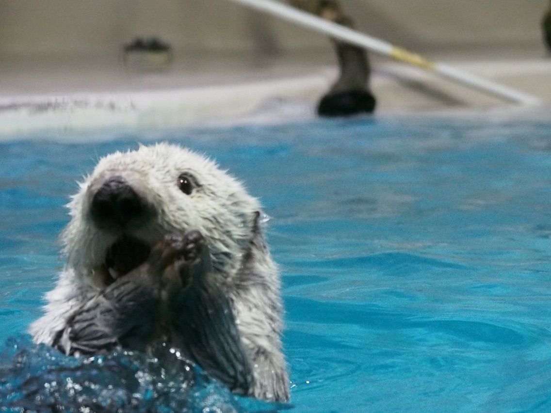 鳥羽水族館 15 03 16 ラッコに会いに