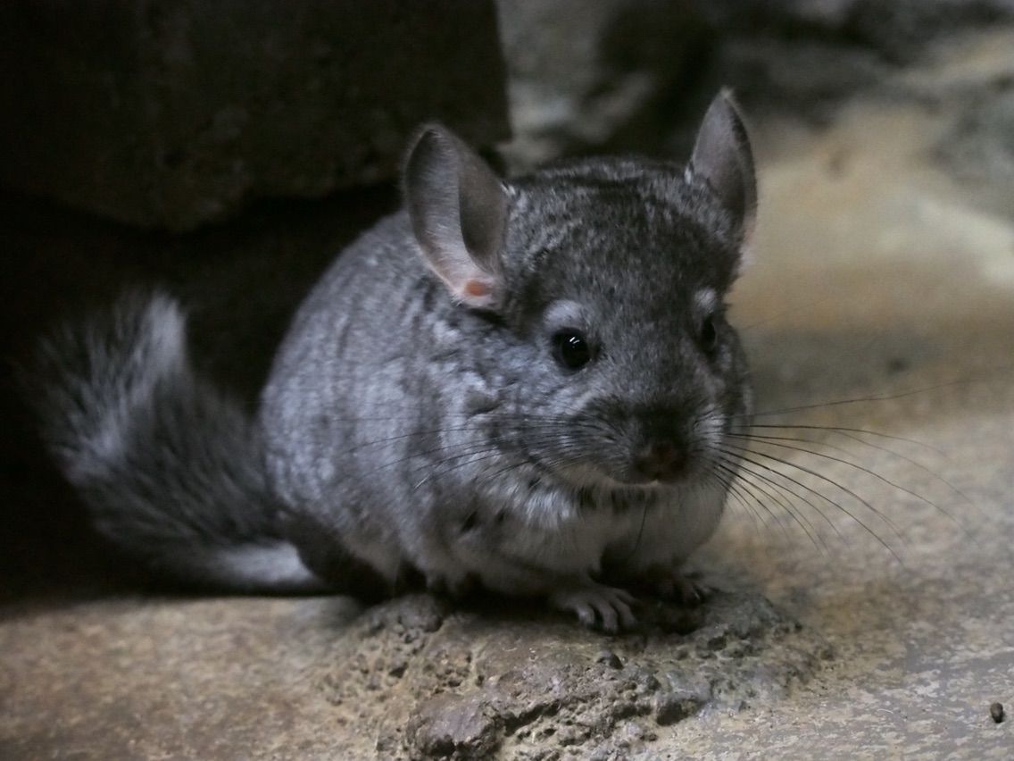 東山動物園 コツメ チンチラ プレーリーetc ラッコに会いに