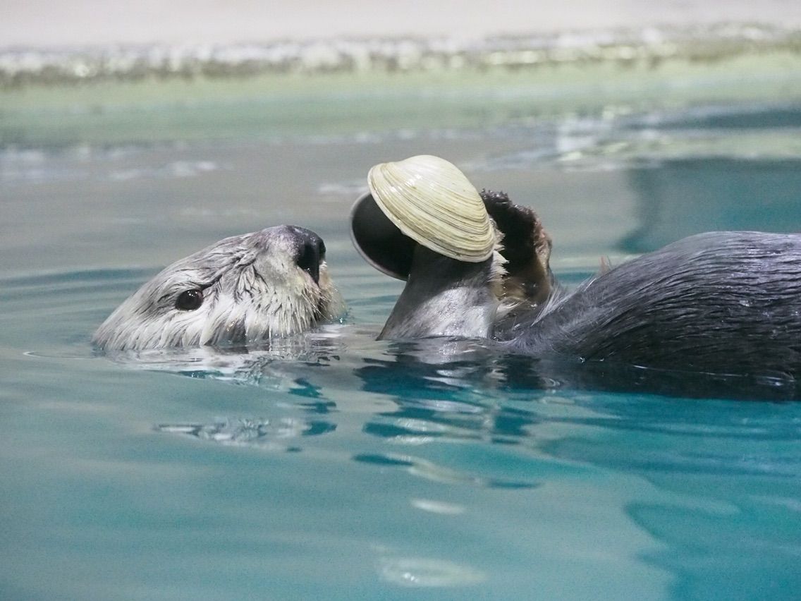 鳥羽水族館 15 03 16 ラッコに会いに