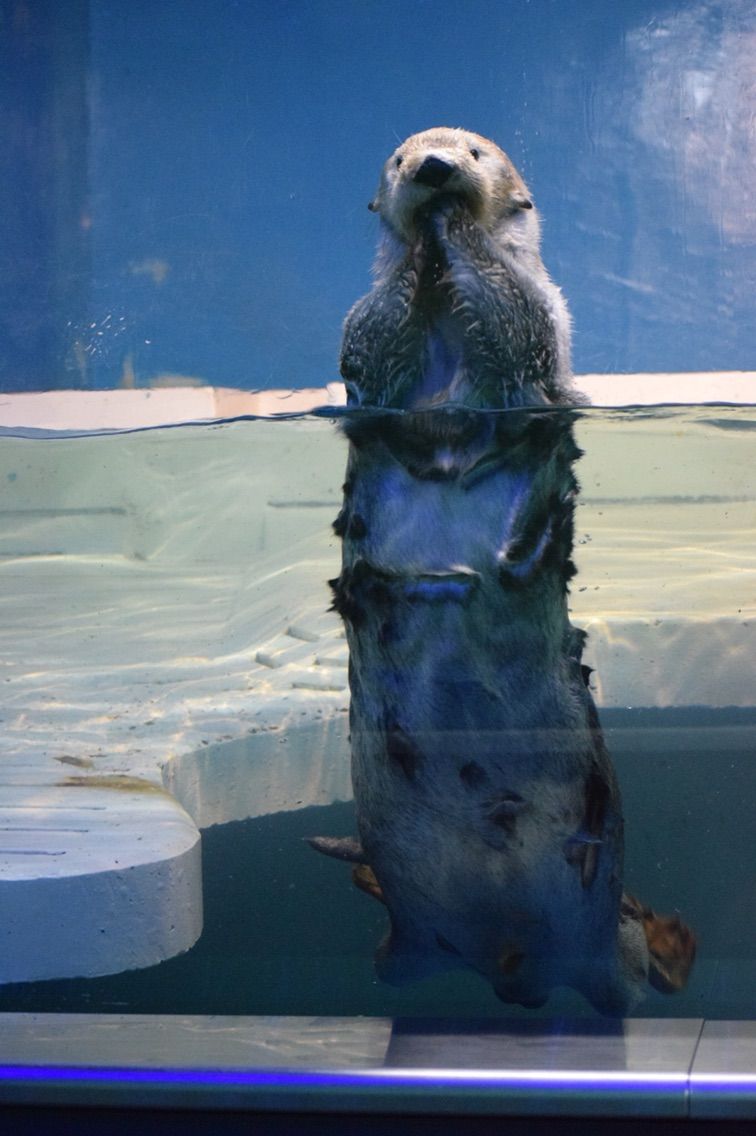 1年ぶりのアドベンチャーワールド ラッコに会いに