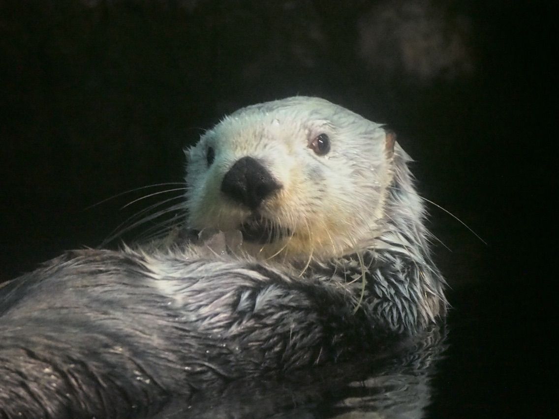 海遊館 15 10 3 ラッコに会いに