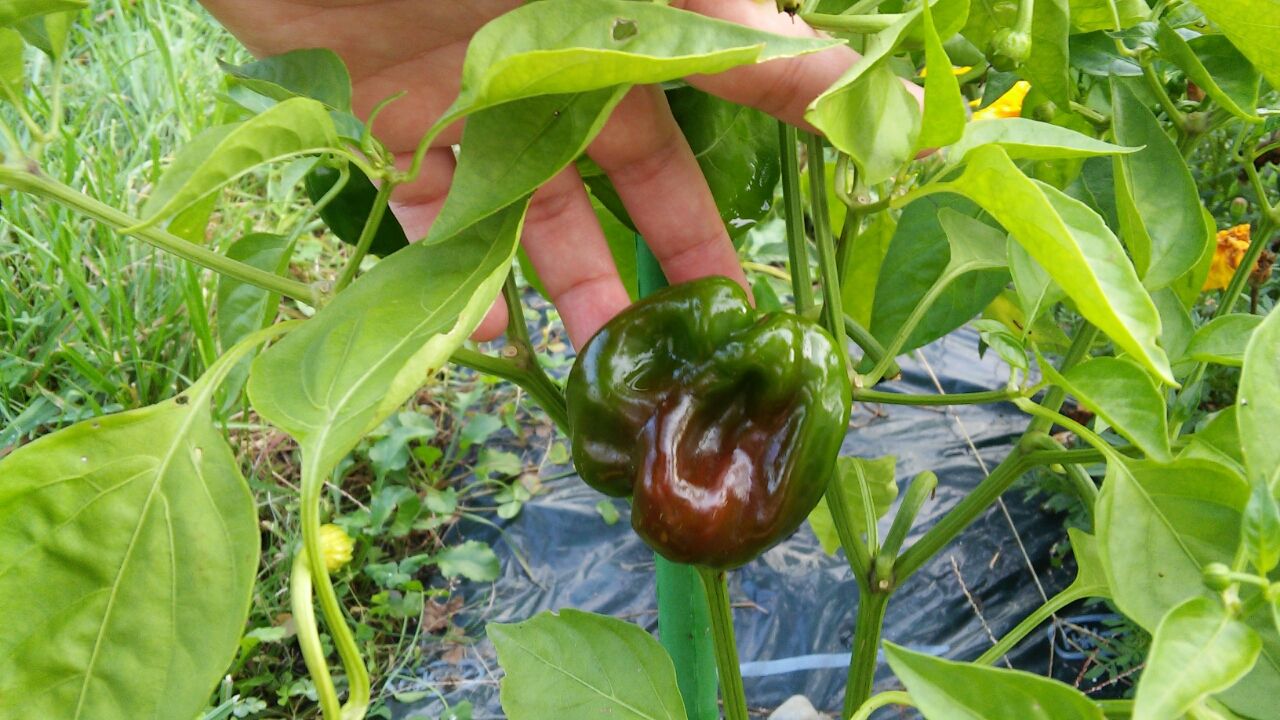 パプリカじゃないよ 熟した赤いピーマンを収穫 北海道家庭菜園 釘一本