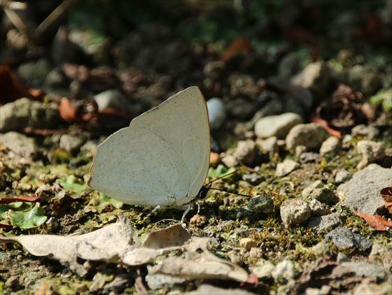 ウラギンシジミ♂と♀では違う、多分♂