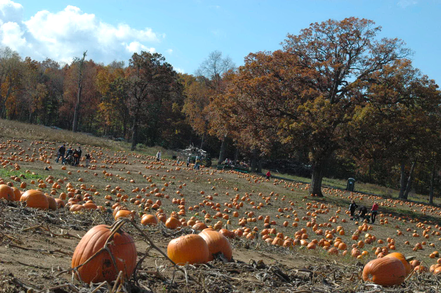 秋を楽しむカボチャ狩り U Pick Pumpkin アメリカごはん 田舎町でのステキな生活