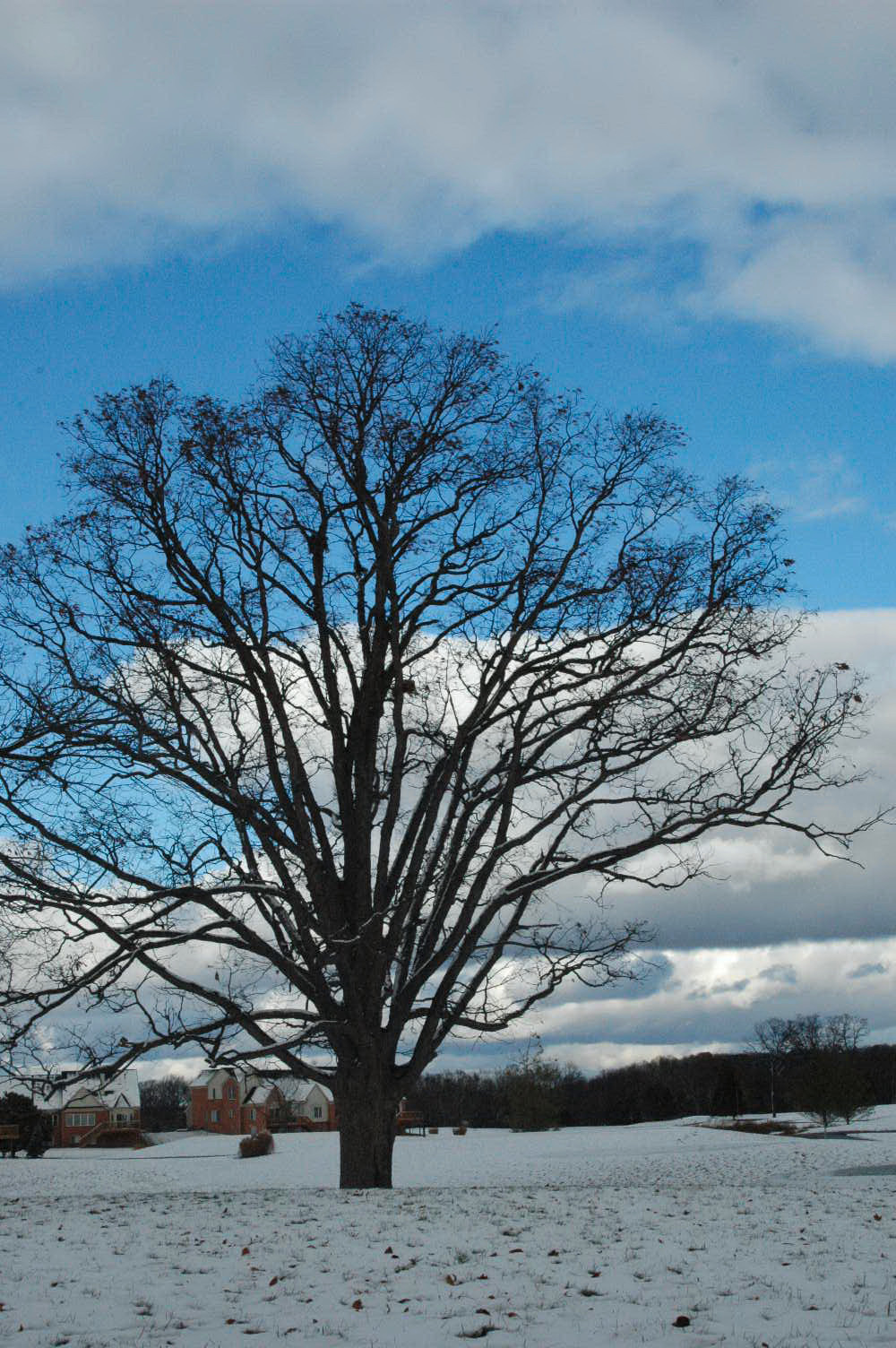 リスと冬ごもり アメリカごはん 田舎町でのステキな生活