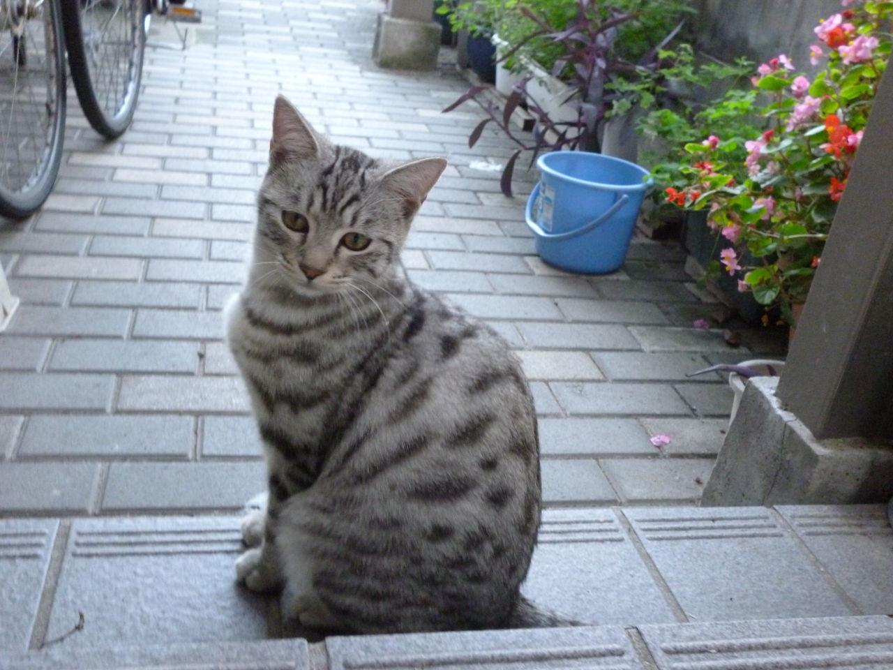 地面に背中を擦り付けてクネクネするサバトラのネコ : ネコちゃん