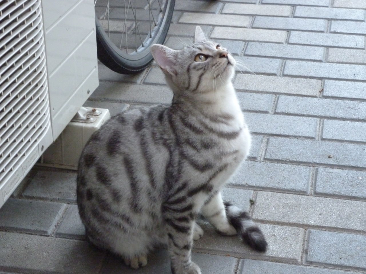 地面に背中を擦り付けてクネクネするサバトラのネコ : ネコちゃん