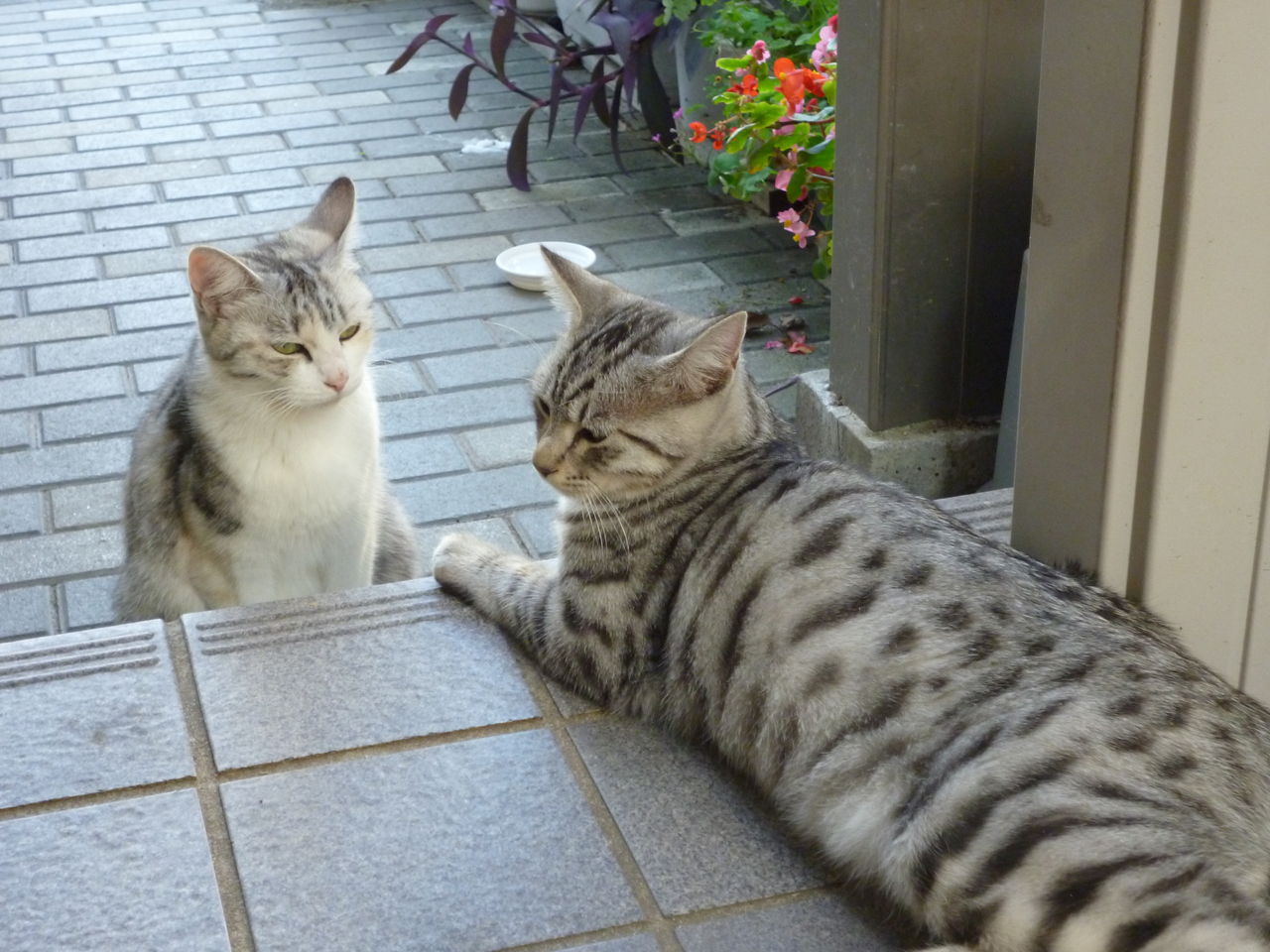 地面に背中を擦り付けてクネクネするサバトラのネコ : ネコちゃん