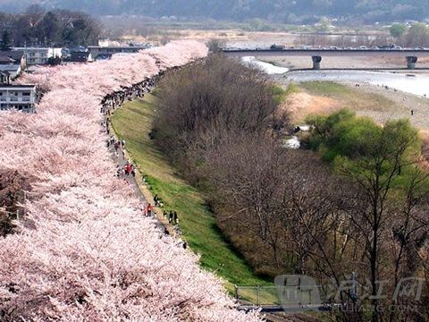 お花見ーー東京 Yakusaibusuのblog