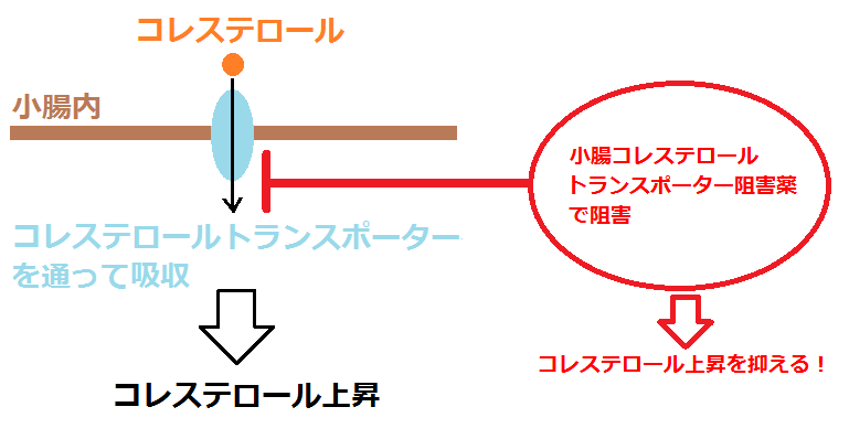 小腸コレステロールトランスポーター阻害薬の基本情報 知って得する お薬情報 どこよりもよくわかる薬の説明