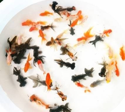 本日 埼玉県吉見 道の駅 いちごの里で金魚出店のご案内 メダカcolor日記 本日 埼玉県吉見 道の駅 いちごの里で金魚出店のご案内 メダカcolor日記