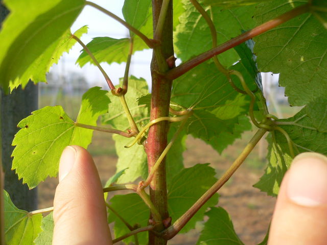 千葉でぶどうをつくろうよ