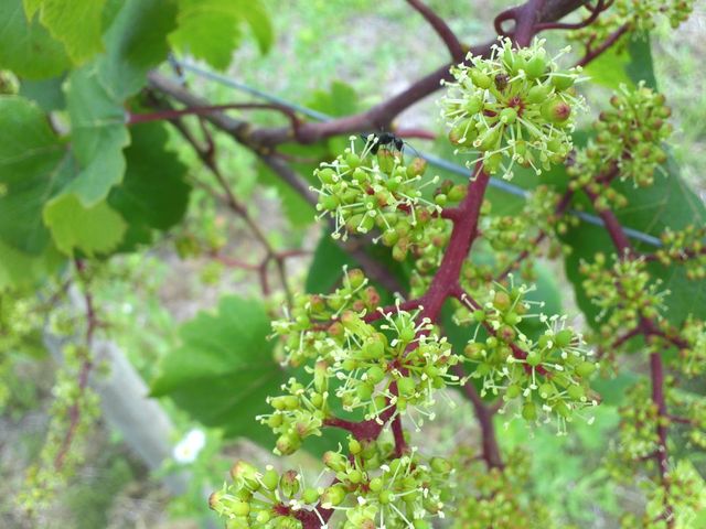 千葉でぶどうをつくろうよ