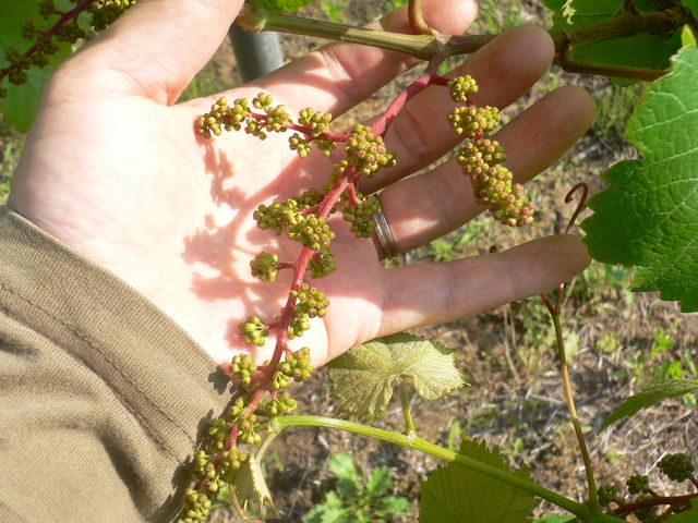 千葉でぶどうをつくろうよ