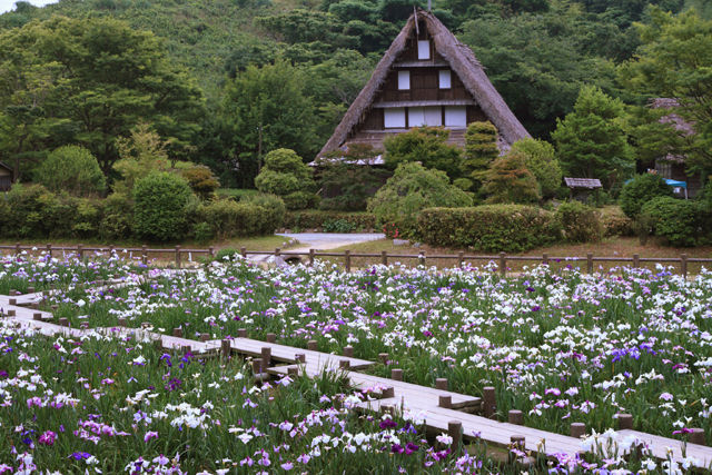 宮地嶽神社菖蒲まつり11 光の情景 Kyushu Photolog