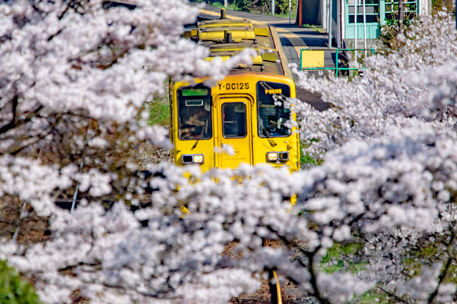 九大本線と桜