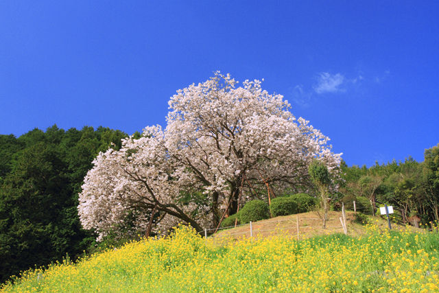 桜