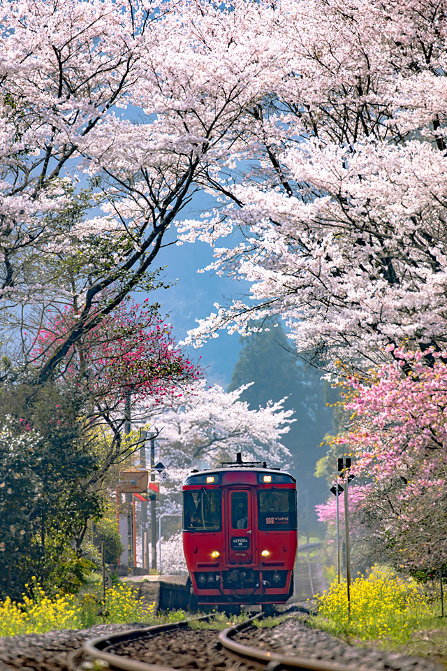 九大本線と桜
